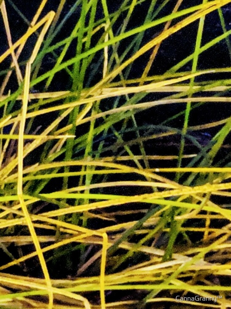 lazy days in the grass by  CannaGranny™