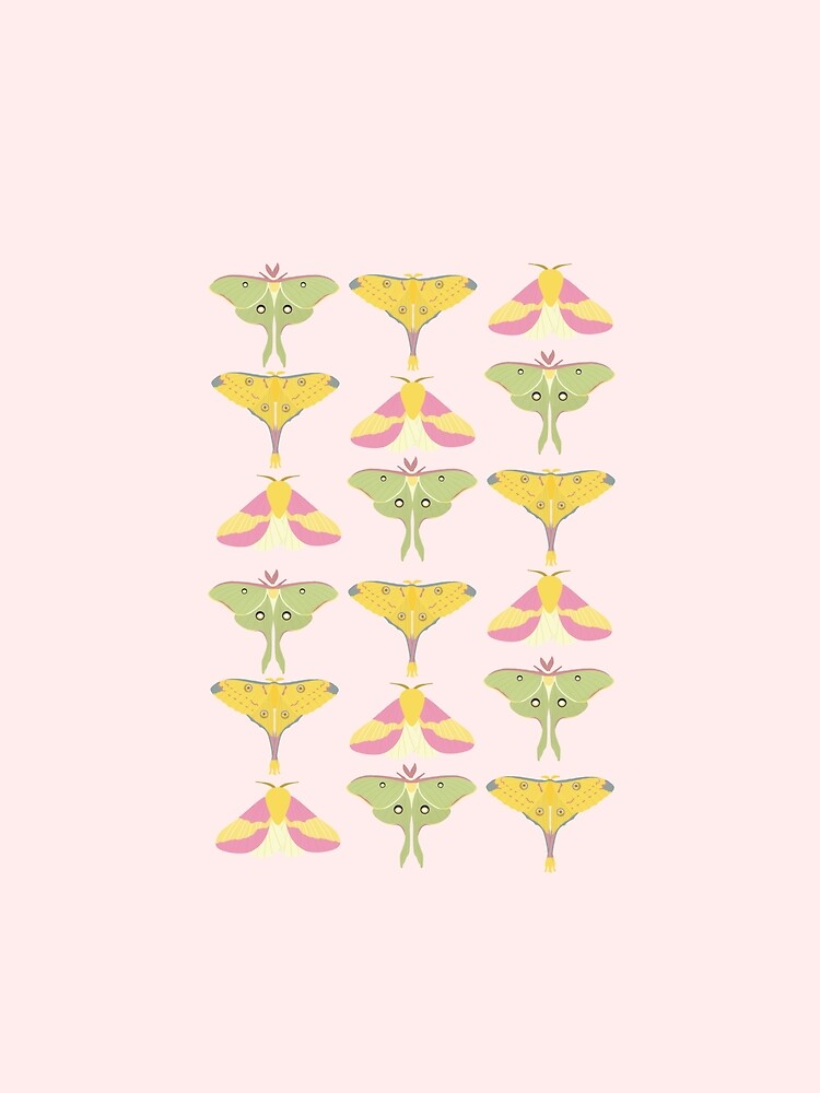 Beautiful Vibrant Moths on a Pink Background by Alysha Newton