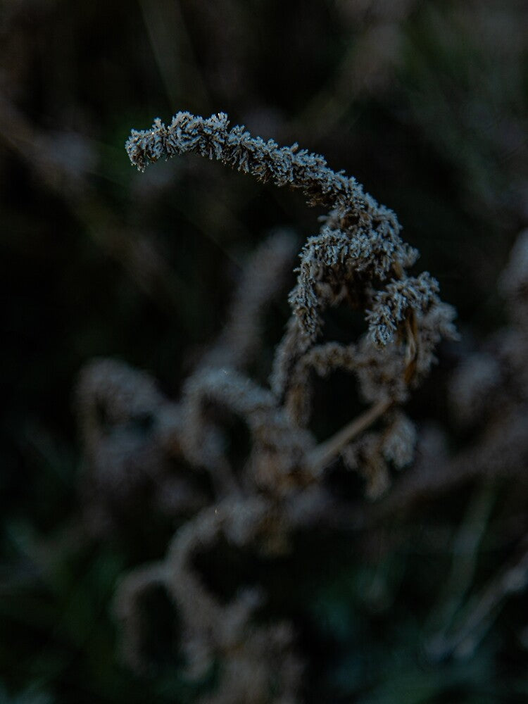 A Touch of Frost by IdleImages