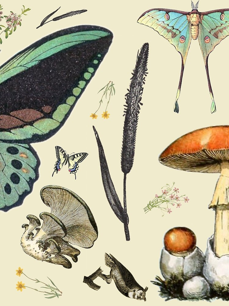 Zoological Montage - Mushrooms, Flowers, & Butterflies by AlleghenyDesign