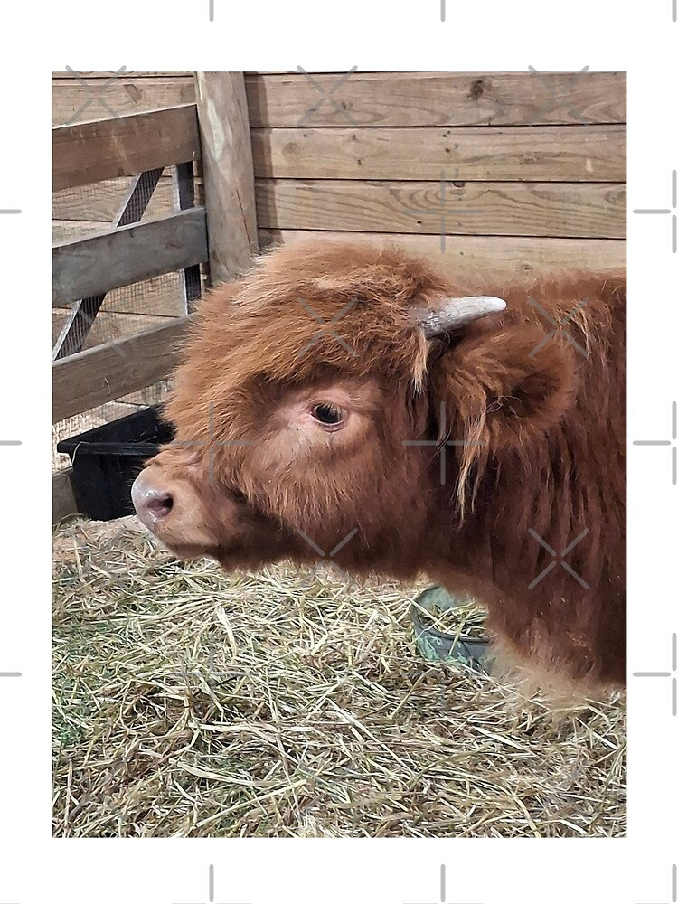 Highland Cow Side On by CJ Art & Photography