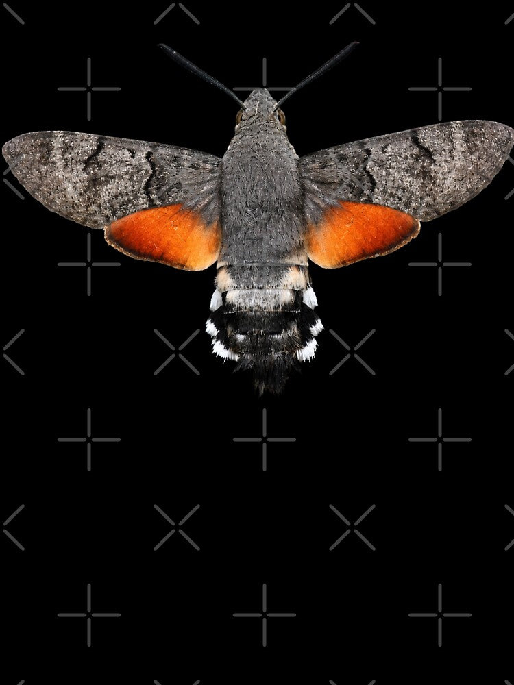 Hummingbird Hawk Moth Macroglossum stellatarum Watercolor Style by Harpagann