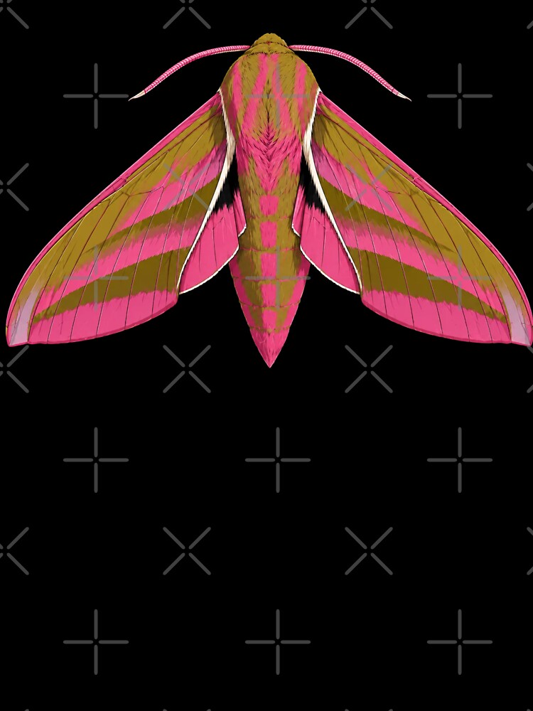 Elephant Hawk Moth Deilephila elpenor Anime Style by Harpagann
