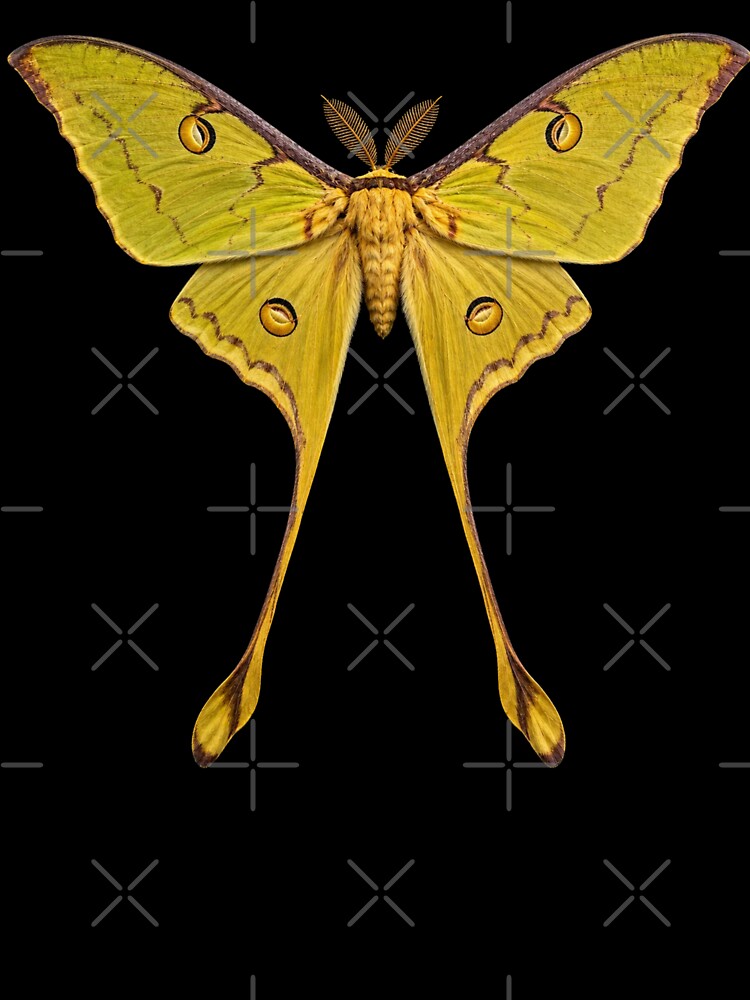 Comet Moth Argema mittrei Realistic Style by Harpagann