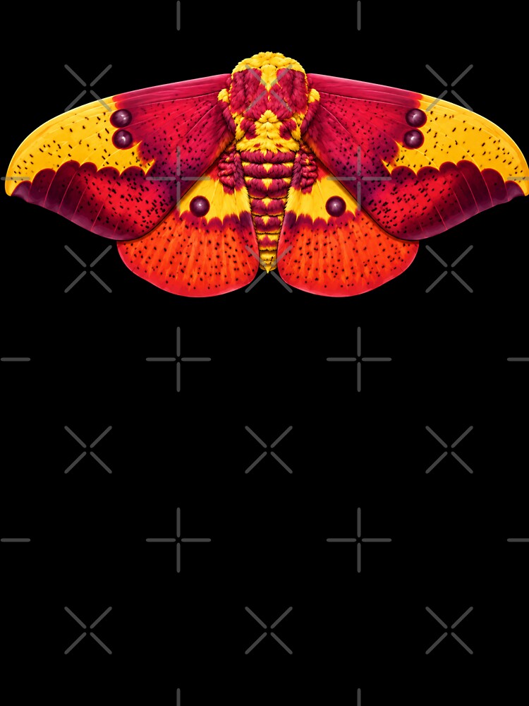 Imperial Moth Eacles imperialis Cartoon Style by Harpagann
