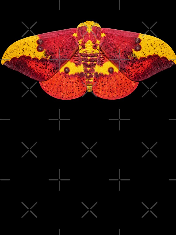 Imperial Moth Eacles imperialis Realistic Style by Harpagann