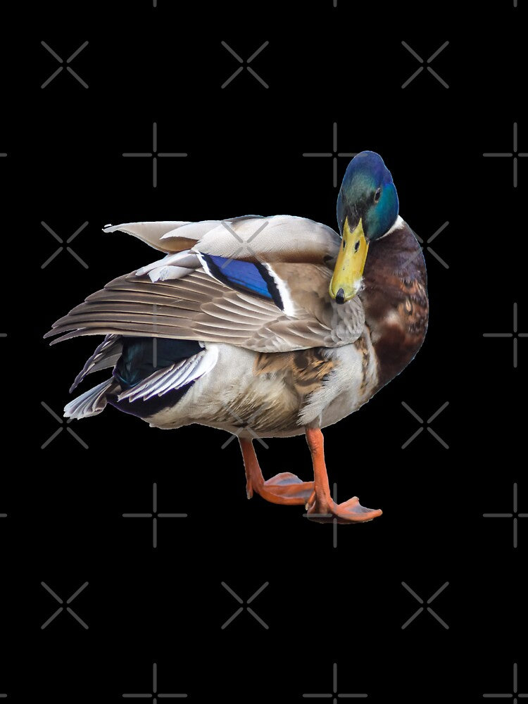 Mallard Duck by Sandwhit