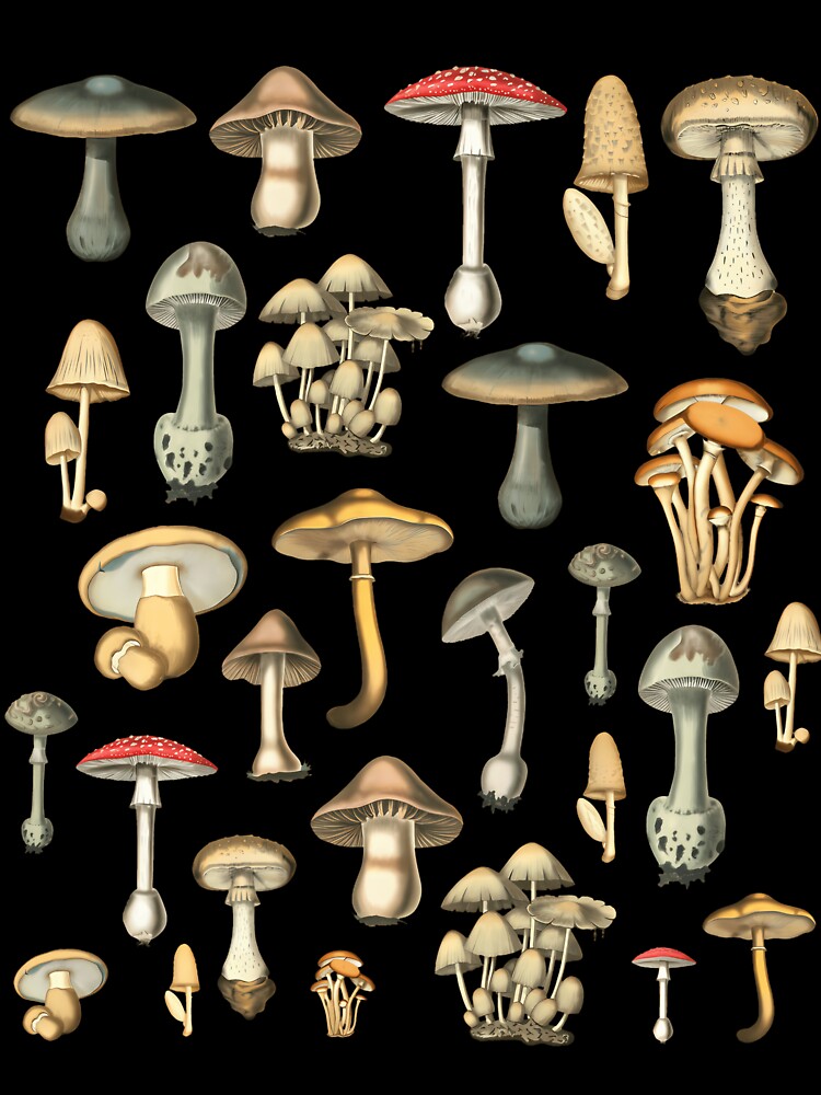 Mushroom Varieties Foraging Chart by sacchuedeliaf