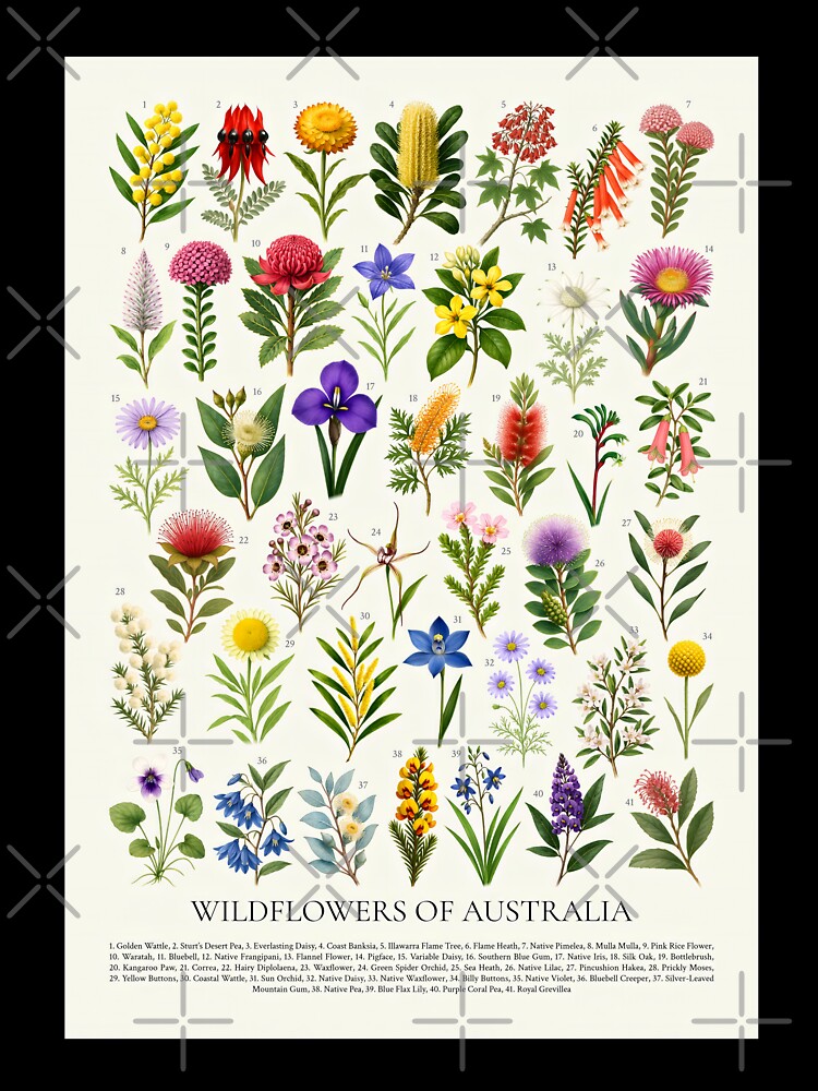 Wildflowers of Australia Illustration Chart by kakarikihill