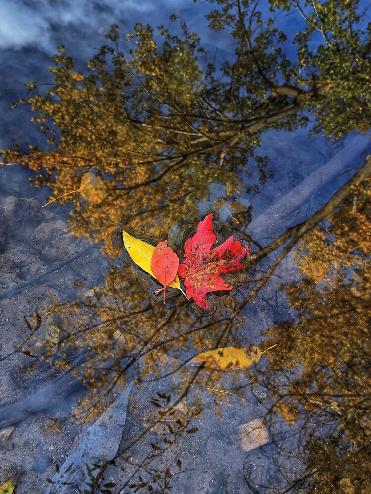 Fall Leaves in Water by Mythic Meraki