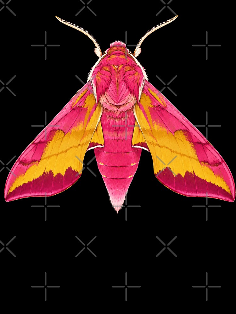 Small Elephant Hawk Moth Deilephila porcellus Realistic Style by Harpagann