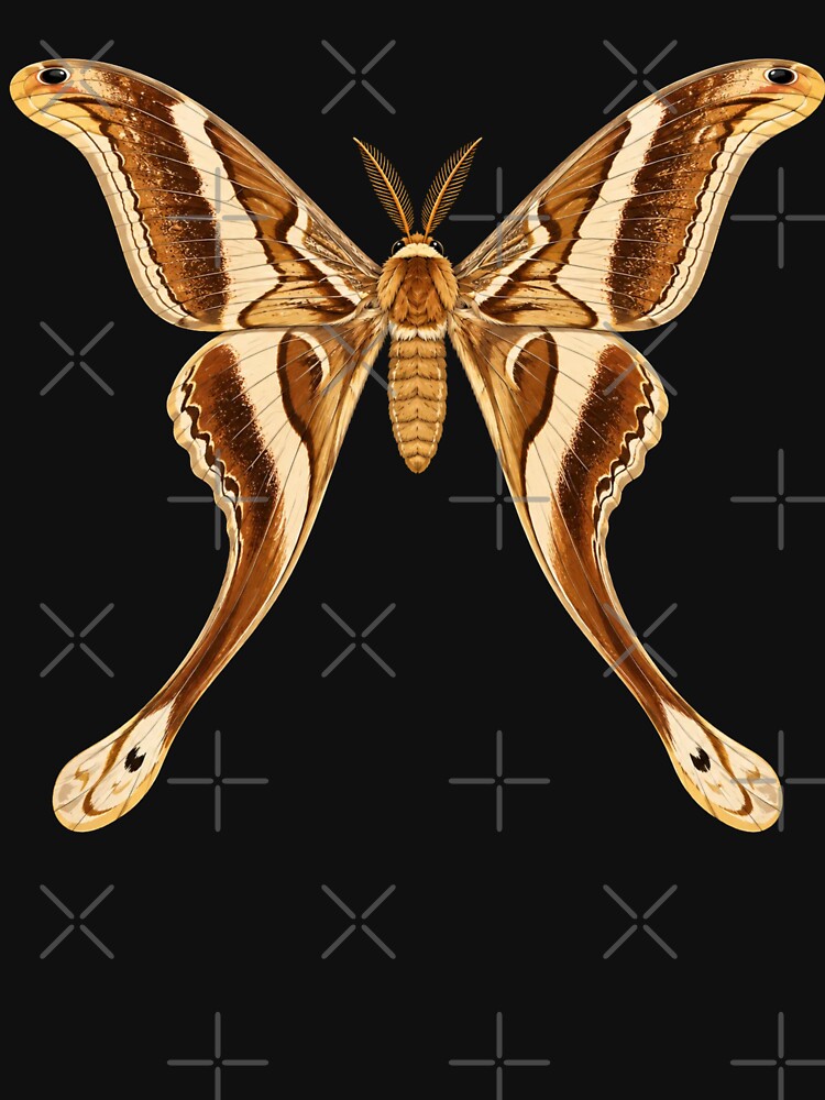 Hercules Moth Coscinocera hercules Cartoon Style by Harpagann