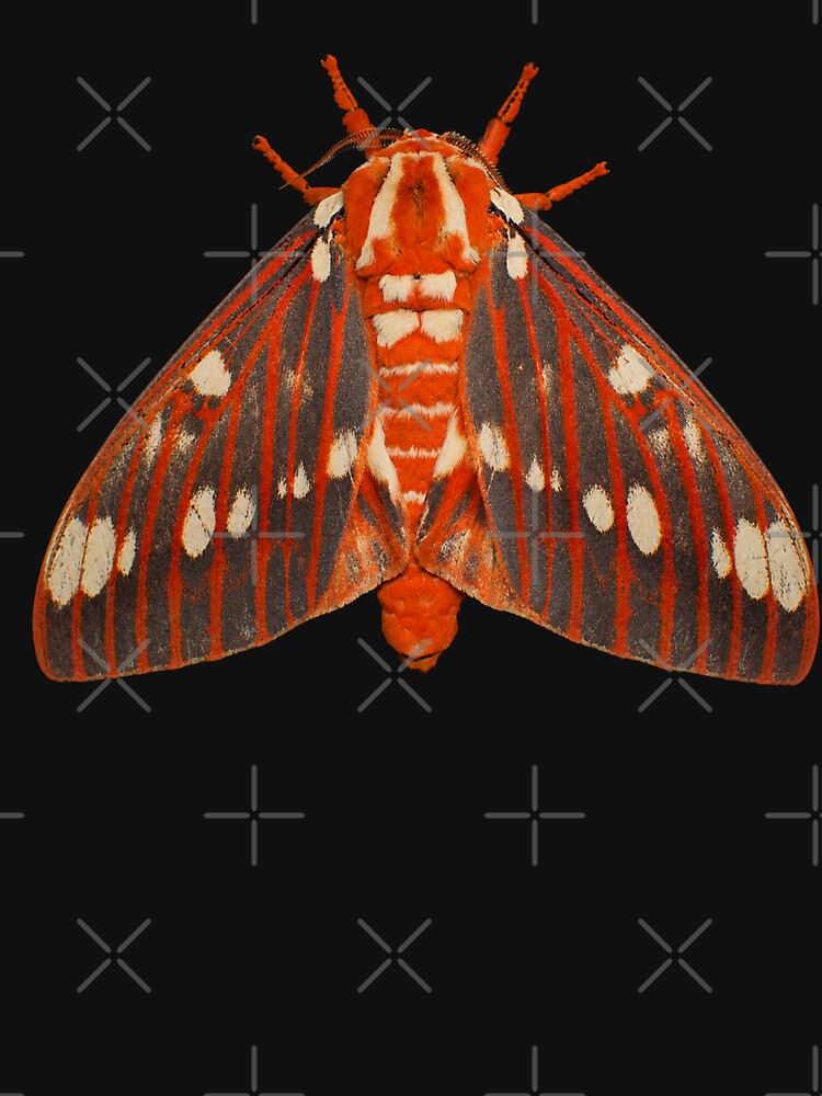 Regal Moth Citheronia regalis Realistic Style by Harpagann