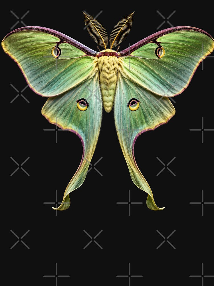 Luna Moth Actias luna Entomology by Harpagann