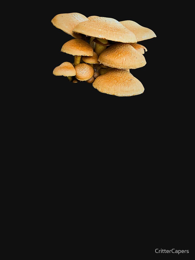 Fungi cluster by CritterCapers