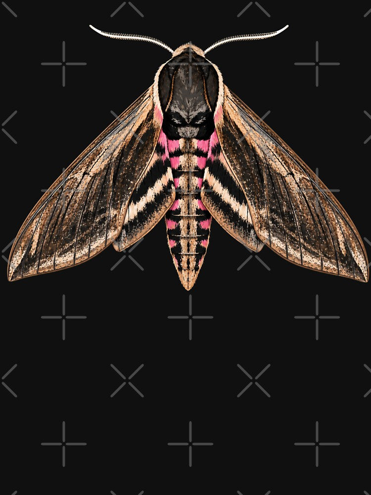 Privet Hawk Moth Sphinx Ligustri Cartoon Style by Harpagann