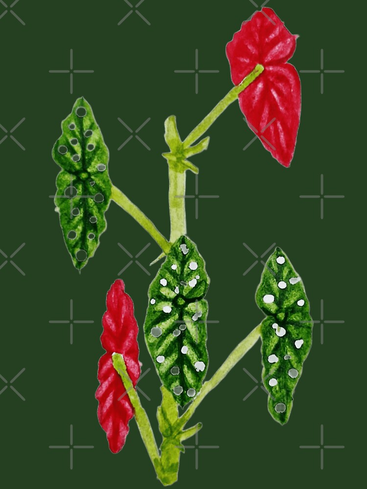 Begonia maculata - handmade with watercolor. by Greitas