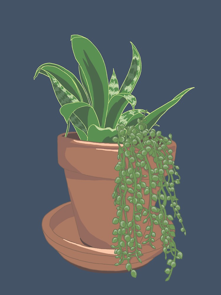 Snake Plant by Stephanie Tait