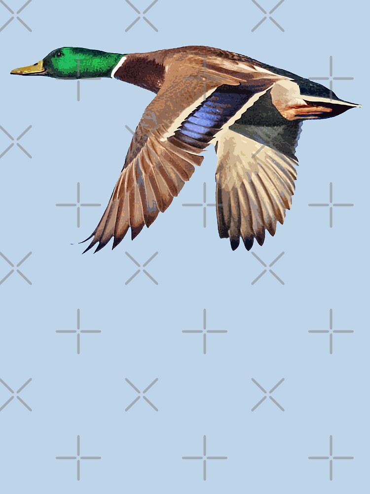 Mallard Duck in Flight by Futurebeachbum