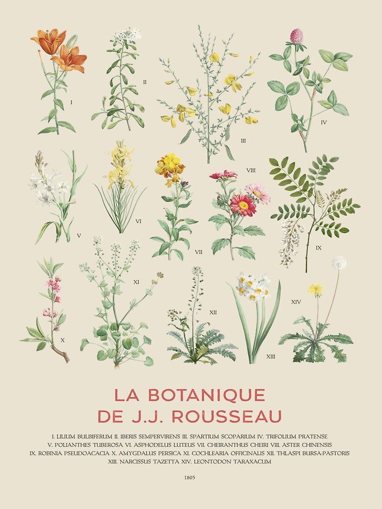 Wildflowers botanical chart by Vintagrafica