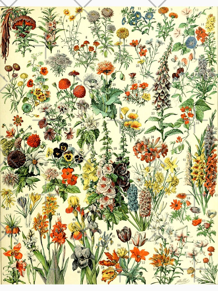 Vintage Wildflowers by Alexandra Renee