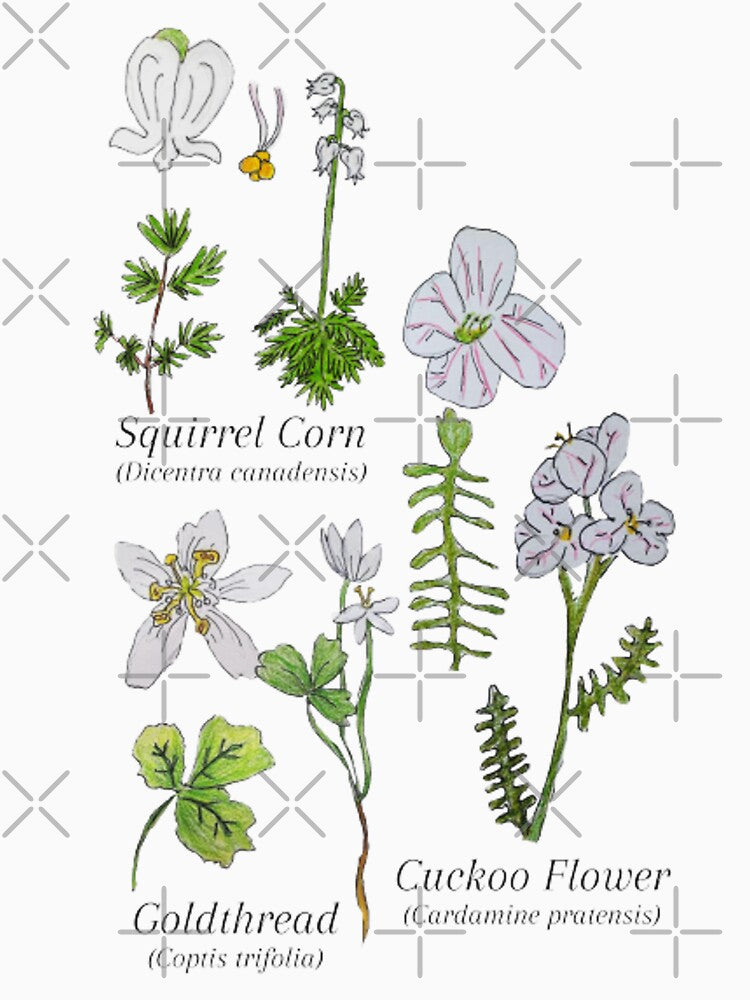 White Wildflowers of the East Coast by HouseplantsAndScamps