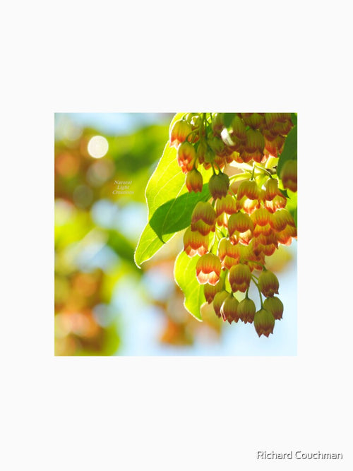 " Enkianthus Bells " by Richard Couchman