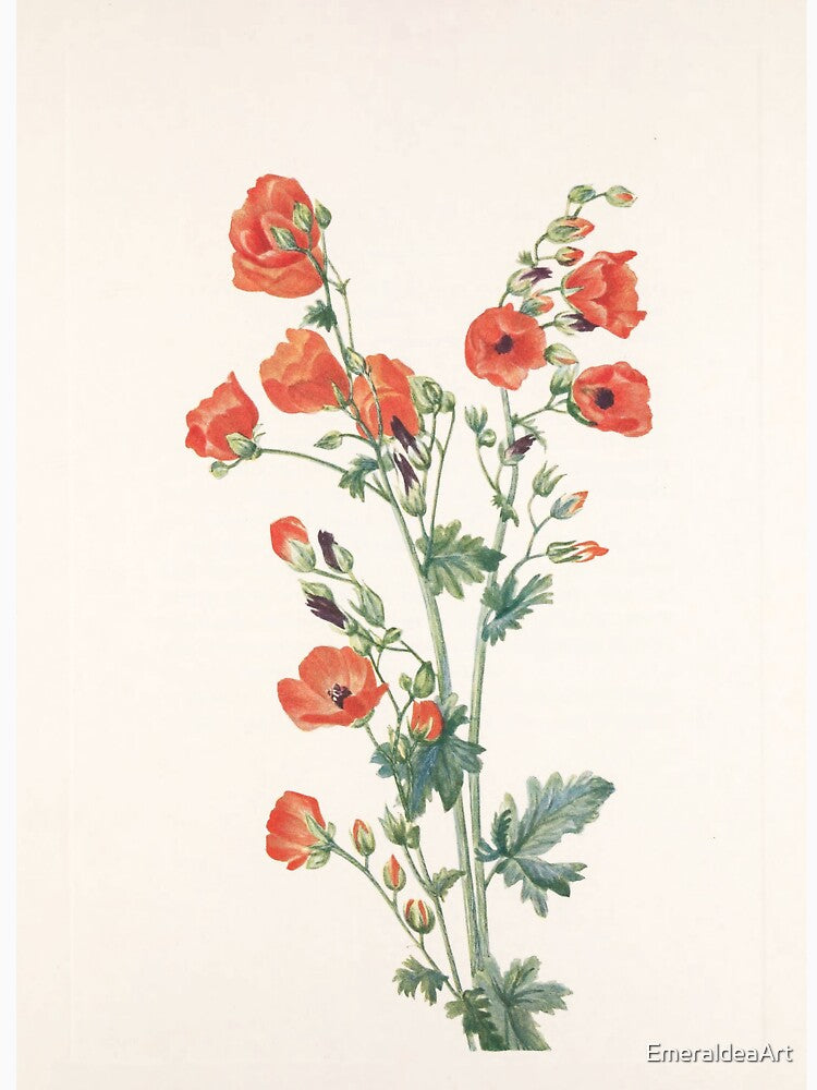 Scarlet Globe Mallow – Vintage Wildflower Illustration by Mary Vaux Walcott (1925) by EmeraldeaArt