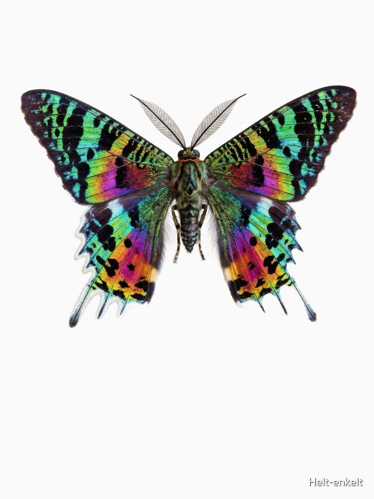 Madagascan Sunset Moth – Vivid Rainbow Portrait by Helt-enkelt