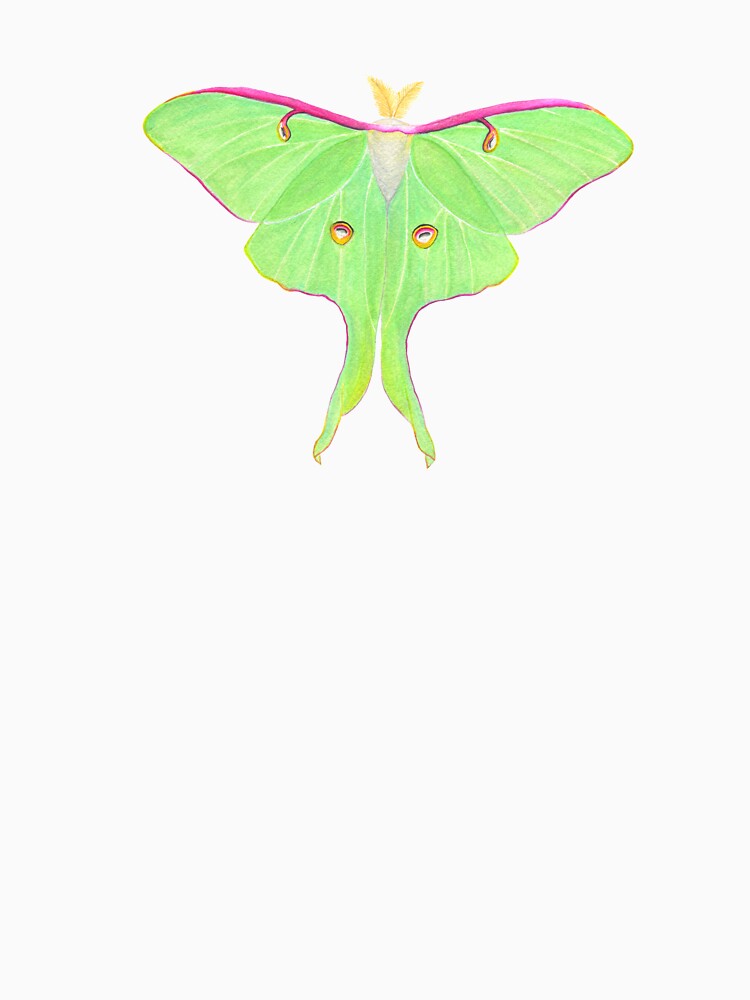 Luna moth by ColorSplendor