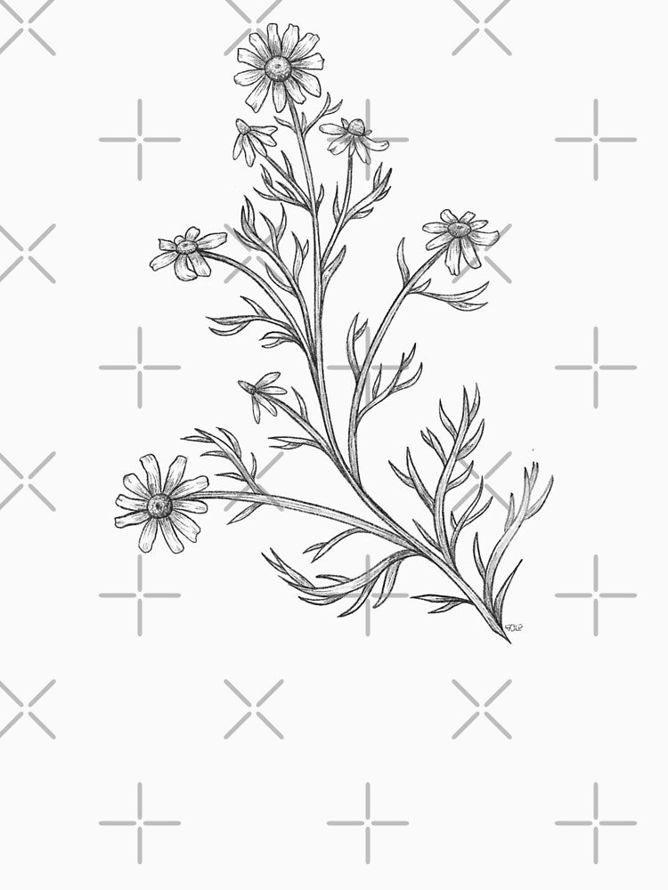 Chamomile Sprig by Moon-Eyed-Hare