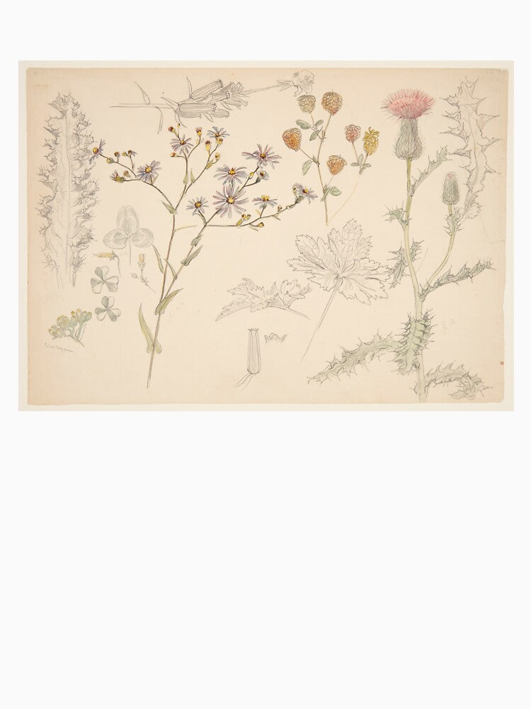 Antique Meadow Wildflower Botanical Drawing by lulu890