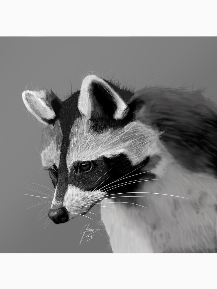 Raccoon by matex