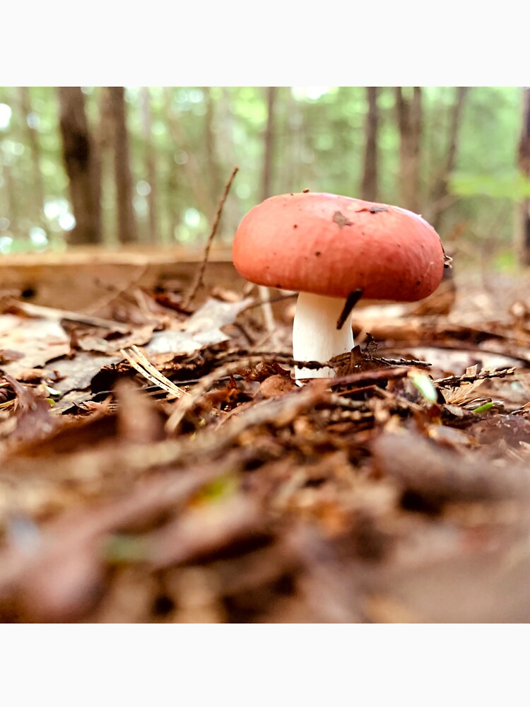 Mushroom by Kelly O'Neill
