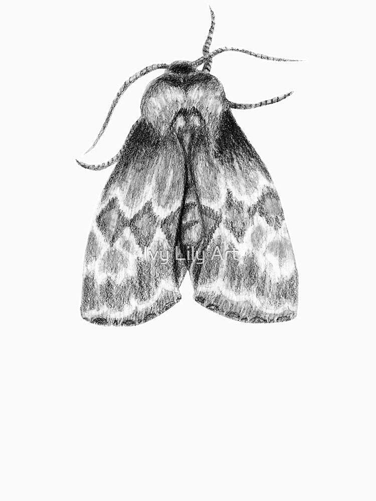 Moth Insect Pattern Pencil Drawing by Ivy Lily Art