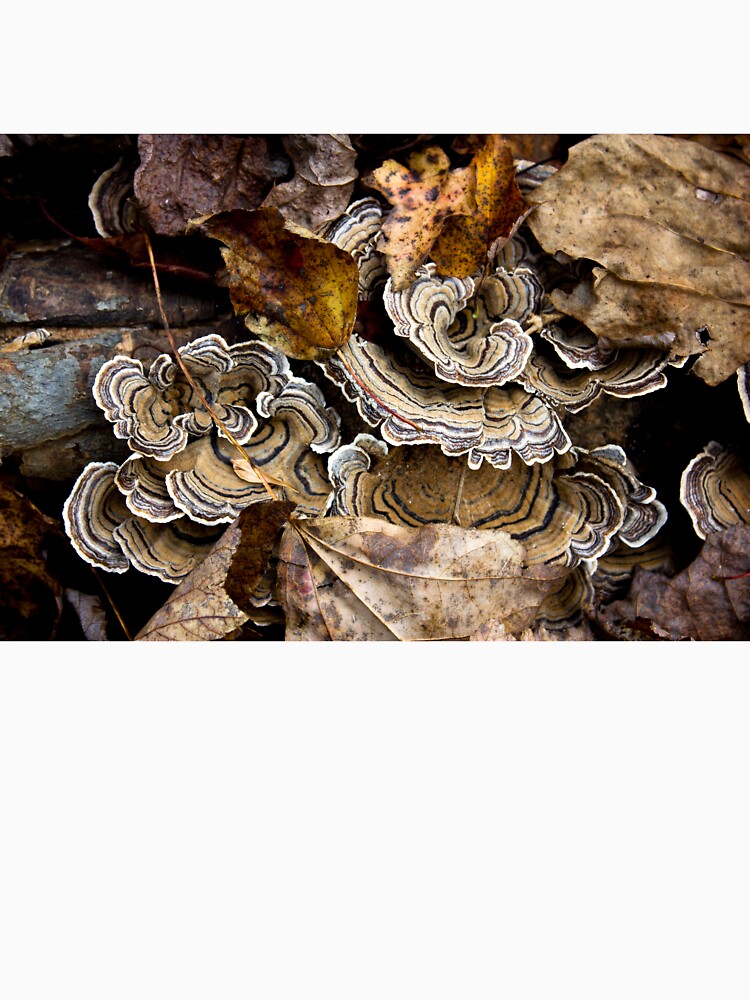 Turkey Tail by lanettesart