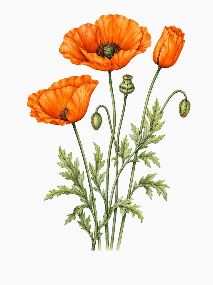 Orange Poppy Botanical Watercolor Floral by Moizento