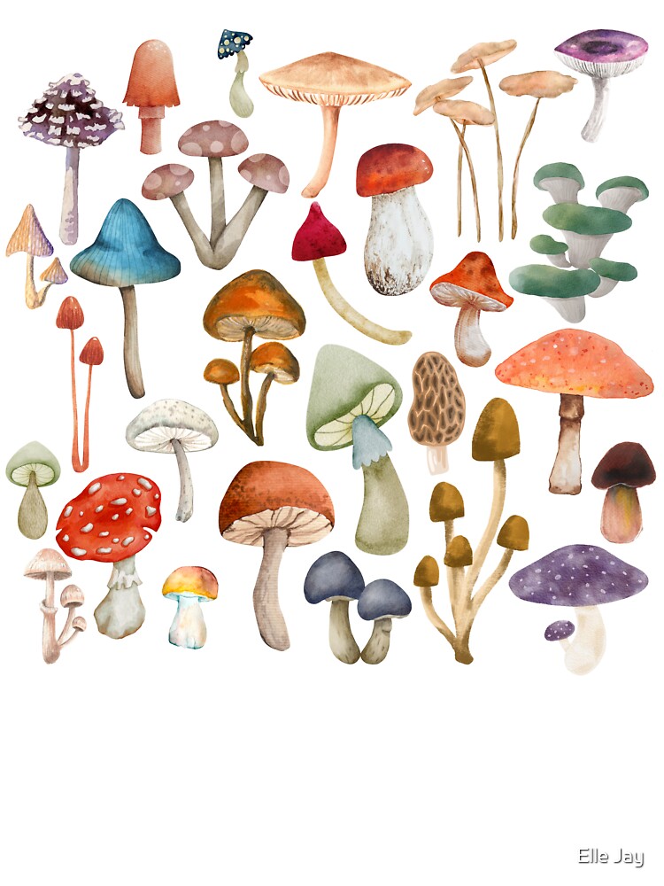 Mycology 2 by re:collection studio