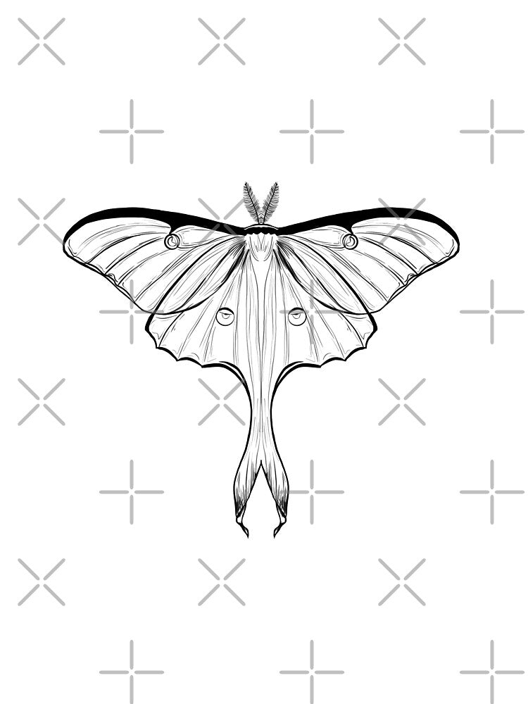 Luna moth drawing by AnneCatriona