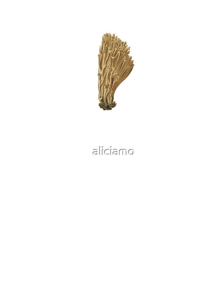 Mushroom by aliciamo