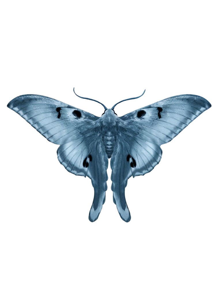 Chinese Moon Moth by RelaxMusic
