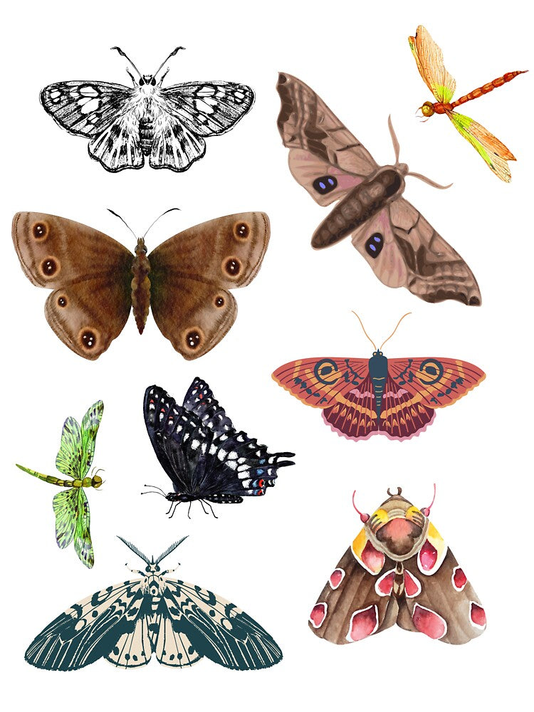 winged things by ciarameadows