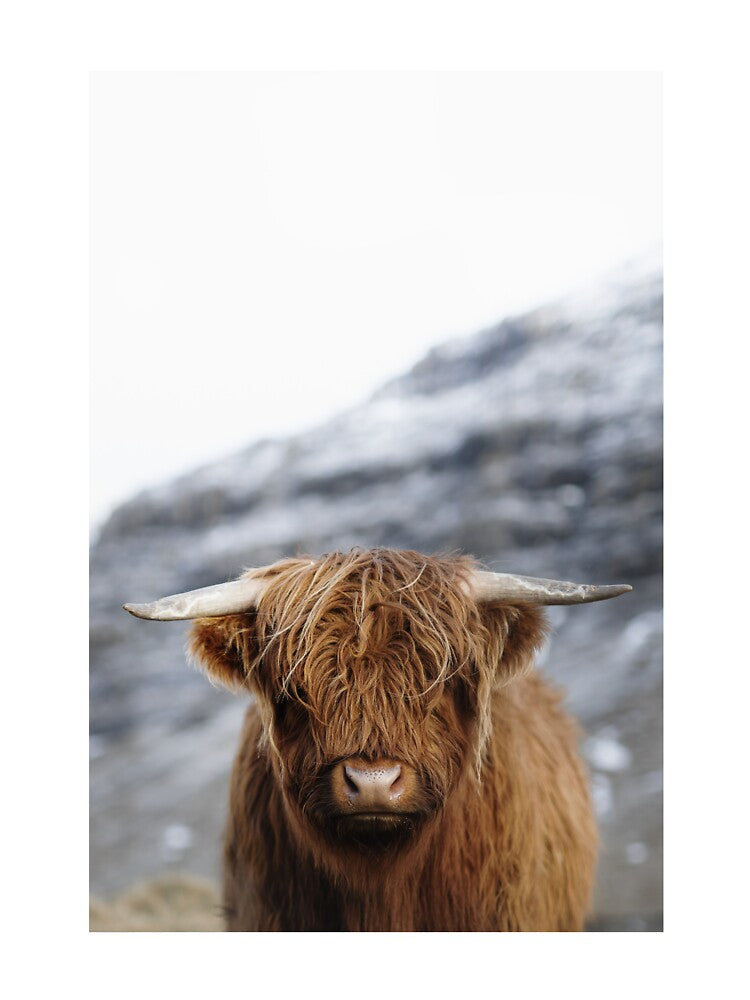 Highland Cow - Scottish highland calf by anass002